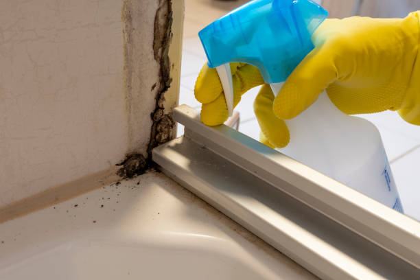 Best Health and Safety Mold Remediation in Clancy, MT