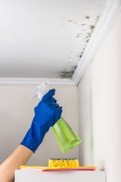 Best Post-Flood Mold Remediation in Clancy, MT
