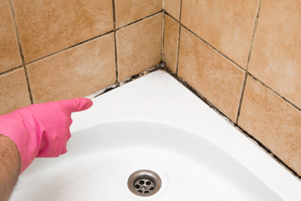 Best Residential Mold Remediation in Clancy, MT